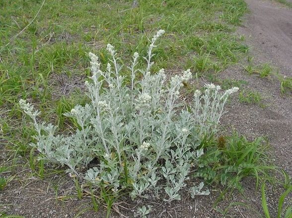 Assenzio per il trattamento dell'osteocondrosi spinale